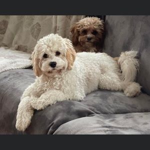 Meet your Posher, Savanna